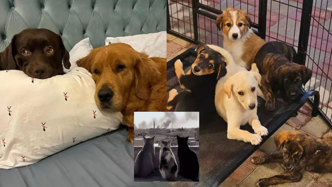 इरान युद्ध: मानिसहरु आफ्ना घरपालुवा कुकुर र बिरालोलाई छोडेर भाग्दै !